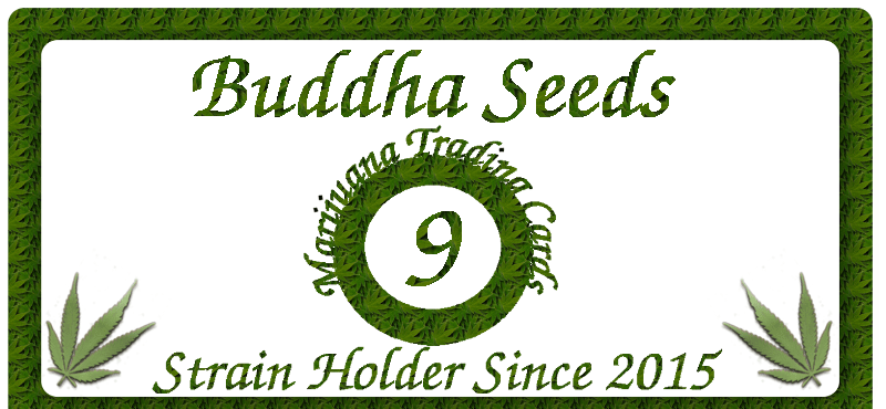 Buddha Seeds